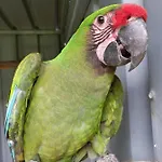 Quinta Do Lordelo * بينافيل