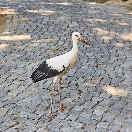 Quinta Do Lordelo Penafiel